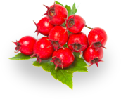 tinnitus ingredients hawthorne berry