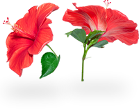 tinnitus ingredients hibiscus flower