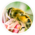 tinnitus symptoms buzzing