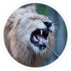 tinnitus symptoms roaring