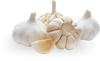 garlic