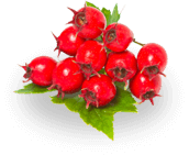 hawthorne berry