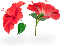 hibiscus flower