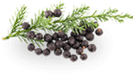 juniper berry